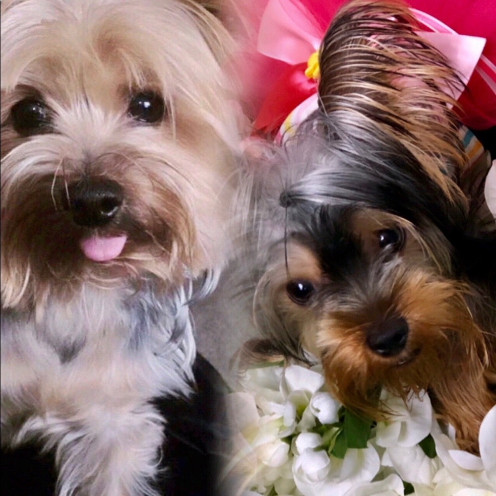 Meet your Posher, Lavish & Lily the Yorkies